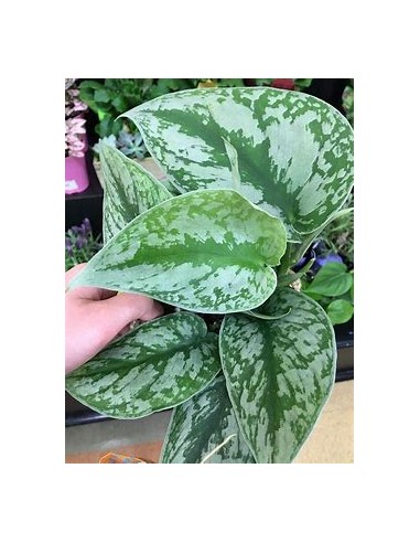 1 Planta de Scindapsus pictus- Vivero por Internet