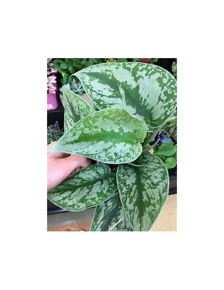 1 Planta de Scindapsus pictus- Vivero por Internet