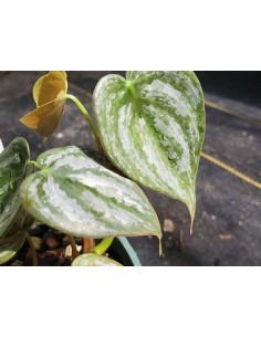 1 Philodendron brandiatum...