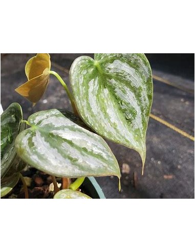 1 Philodendron brandiatum plant - Internet Nursery