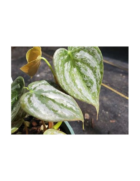 1 Philodendron brandiatum plant - Internet Nursery