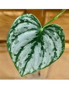 1 Planta de Philodendron... 2