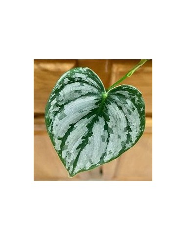 1 Philodendron brandiatum plant - Internet Nursery