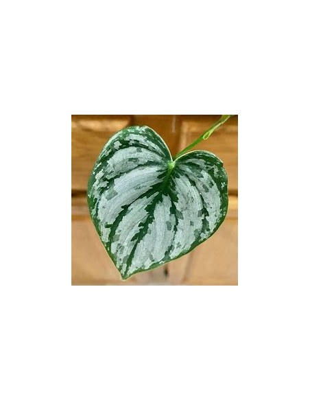 1 Philodendron brandiatum plant - Internet Nursery