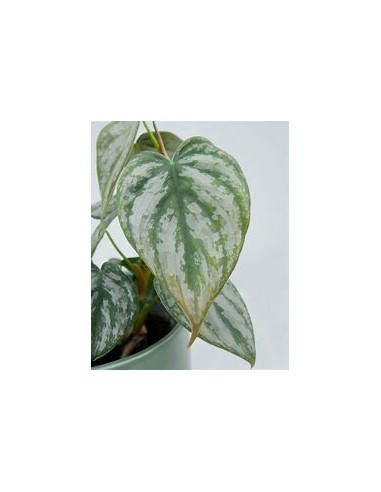 1 Planta de Philodendron brandiatum- Vivero por...