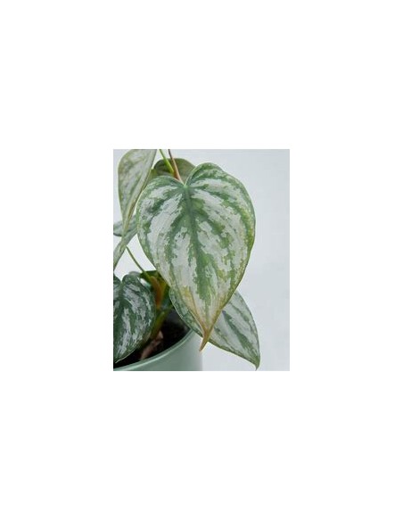 1 Philodendron brandiatum plant - Internet Nursery