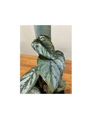 1 Planta de Philodendron brandiatum- Vivero por...