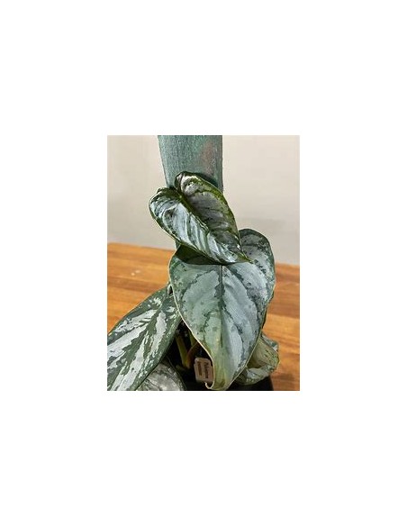 1 Philodendron brandiatum plant - Internet Nursery
