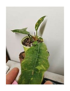 1 Philodendron Ring of fire...