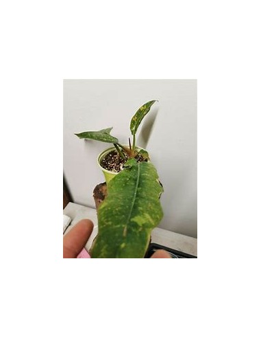 1 Philodendron Ring of fire plant - Online Nursery