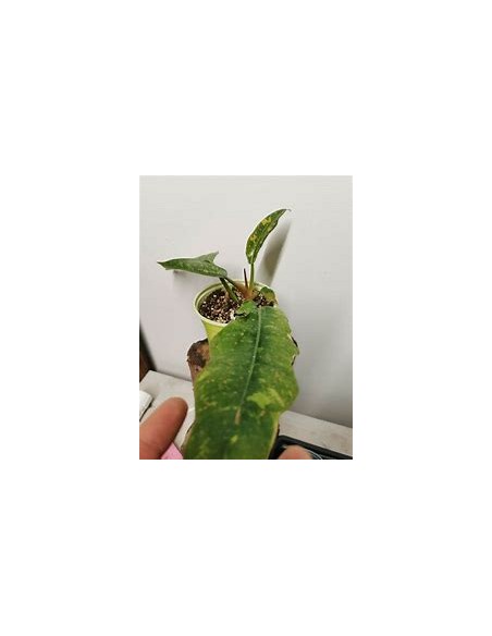 1 Philodendron Ring of fire plant - Online Nursery