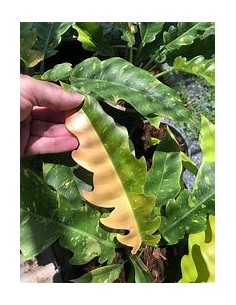 1 Planta de Philodendron... 2