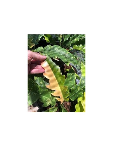 1 Philodendron Ring of fire plant - Online Nursery