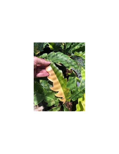 1 Planta de Philodendron aro de fuego- Vivero por Internet