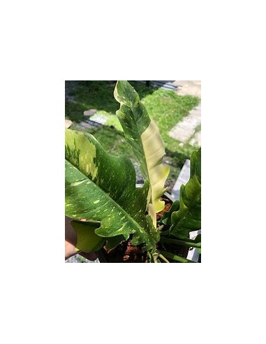 1 Philodendron Ring of fire plant - Online Nursery