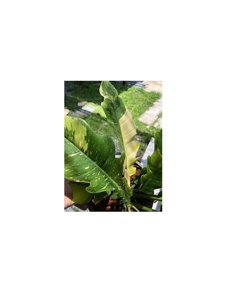 1 Philodendron Ring of fire plant - Online Nursery