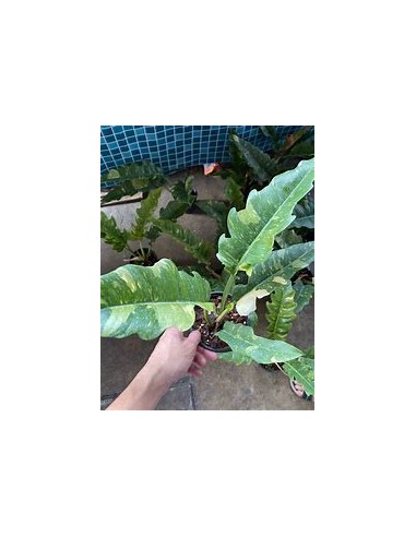 1 Philodendron Ring of fire plant - Online Nursery