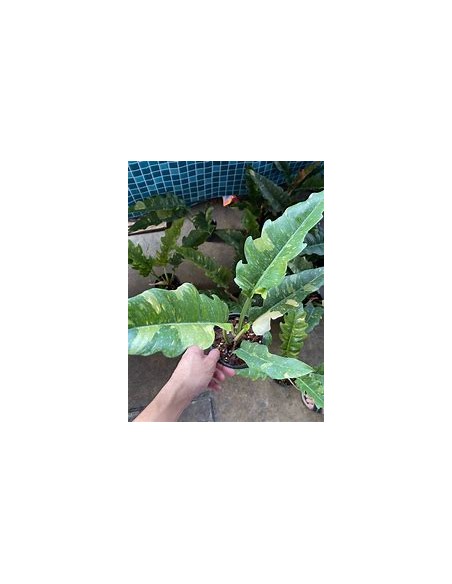 1 Philodendron Ring of fire plant - Online Nursery