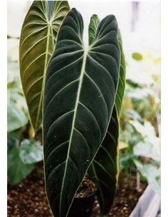 1 Planta de Philodendron...