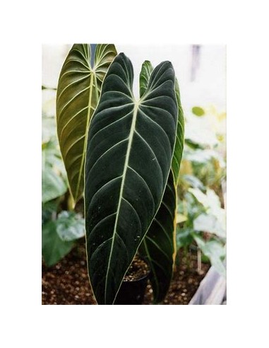 1 Philodendron melanochrysum Plant - Online Nursery