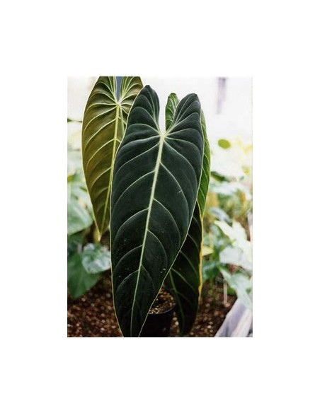 1 Philodendron melanochrysum Plant - Online Nursery