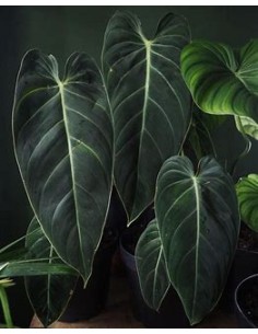 1 Philodendron... 2