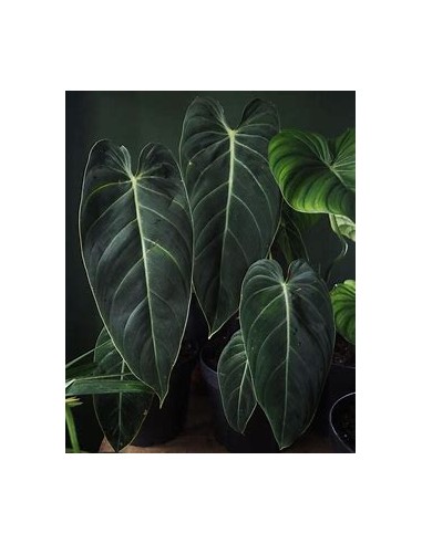 1 Planta de Philodendron melanochrysum- Vivero...