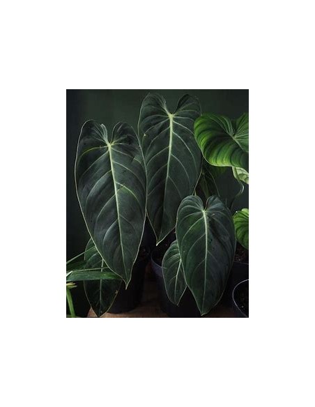 1 Philodendron melanochrysum Plant - Online Nursery