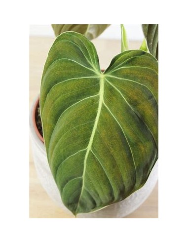 1 Philodendron melanochrysum Plant - Online...