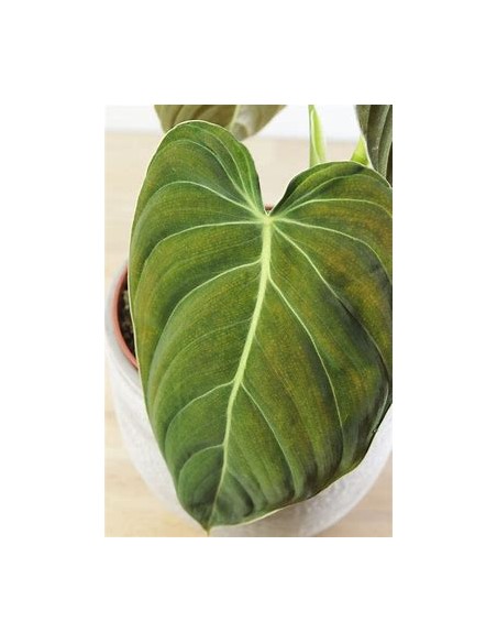 1 Philodendron melanochrysum Plant - Online Nursery