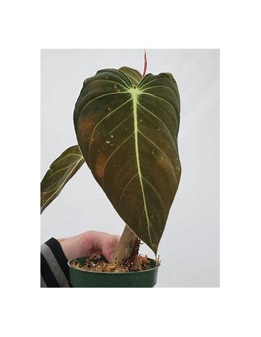 1 Philodendron melanochrysum Plant - Online...