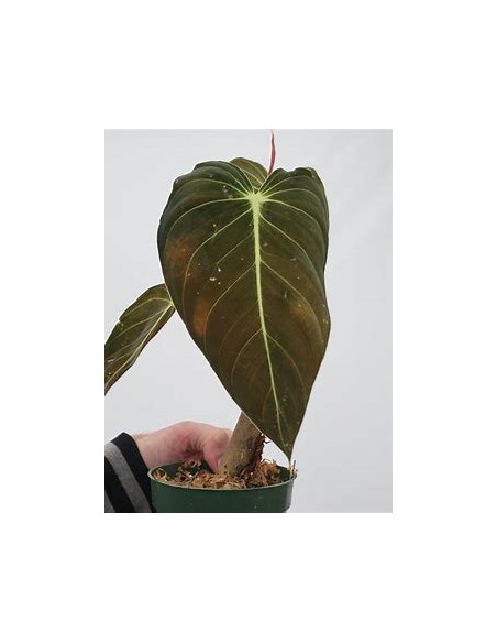 1 Philodendron melanochrysum Plant - Online Nursery