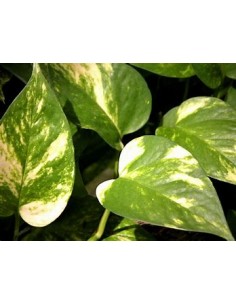 1 Planta de Pothos -...