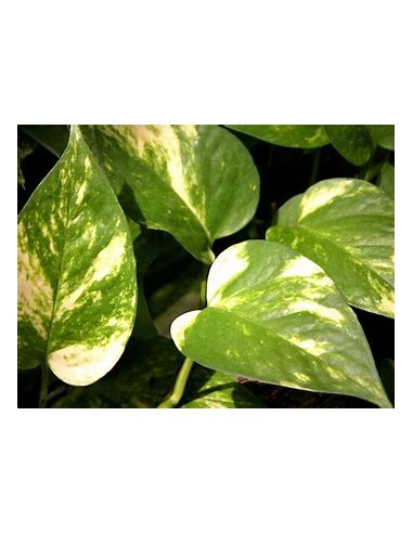 1 Planta de Pothos - Eppipremum...