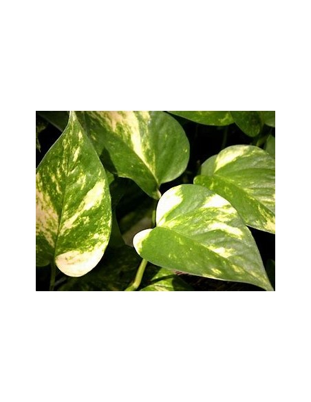 1 Pothos plant - Eppipremum aureum big leaf - Internet Nursery