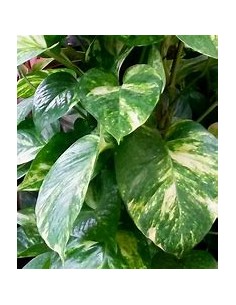 1 Pothos plant - Eppipremum... 2