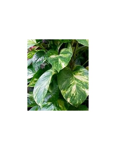 1 Planta de Pothos - Eppipremum aureum hoja...