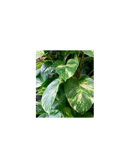 1 Planta de Pothos - Eppipremum aureum hoja grande- Vivero por Internet