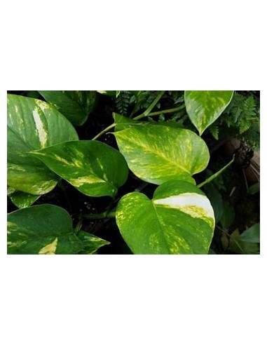 1 Planta de Pothos - Eppipremum aureum hoja...