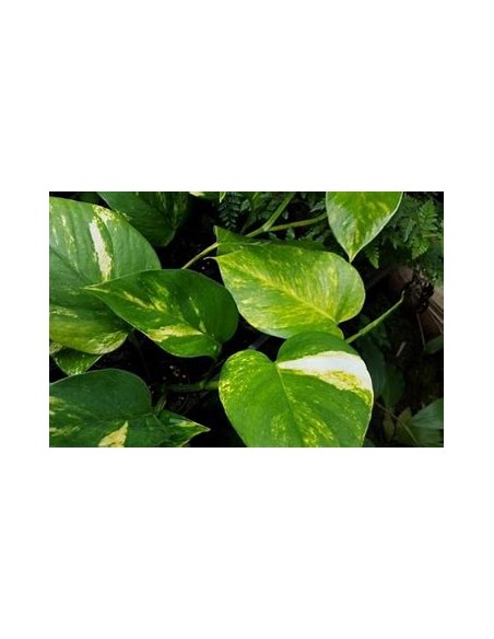1 Planta de Pothos - Eppipremum aureum hoja grande- Vivero por Internet