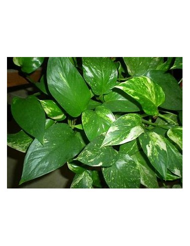 1 Planta de Pothos - Eppipremum aureum hoja...
