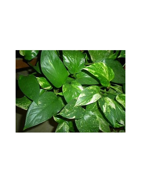1 Planta de Pothos - Eppipremum aureum hoja grande- Vivero por Internet
