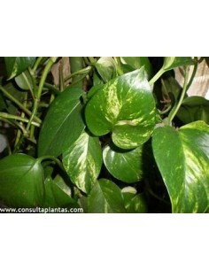 1 Pothos Eppipremum aureum...