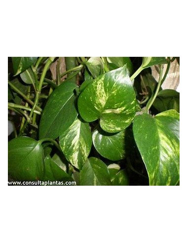 1 Planta de Pothos Eppipremum aureum...