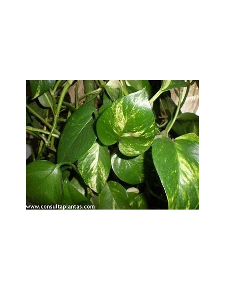1 Pothos Eppipremum aureum small plant - Online Nursery
