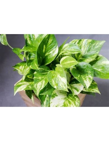 1 Pothos Eppipremum aureum small plant - Online...