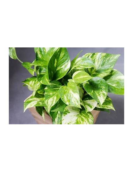 1 Pothos Eppipremum aureum small plant - Online Nursery