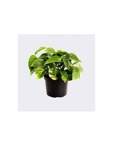1 Pothos Eppipremum aureum small plant - Online...