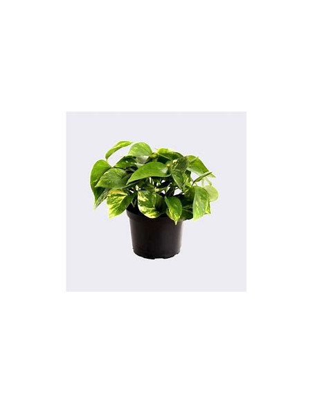 1 Pothos Eppipremum aureum small plant - Online Nursery
