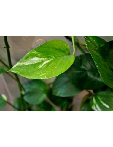 1 Pothos Eppipremum aureum small plant - Online...